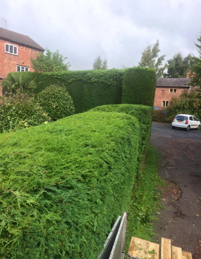 Tree Surgeon Halesowen Hedge Pruning Tree Surgeon Halesowen Hedge Pruning