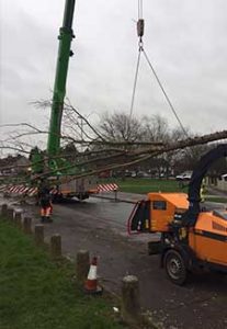 Storm Damage, tree fell over road