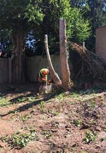 Stump Grinding in garden