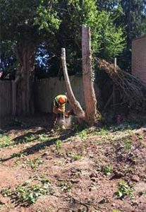 Stump Grinding