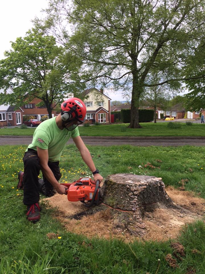 Scoring a Tree Stump