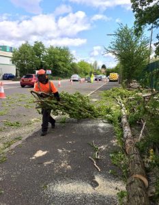 removal of tree from pavement