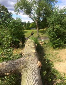 tree after removal - lying on field, inbetween other trees