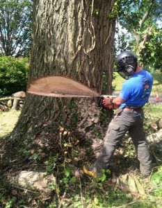 tree surgeon mid cut of large tree