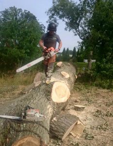 surgeon mid process of tree cutting