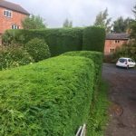 hedge maintenance front of house