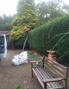 hedge maintenance next to a wooden bench