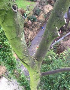 birds eye view from high tree looking onto road