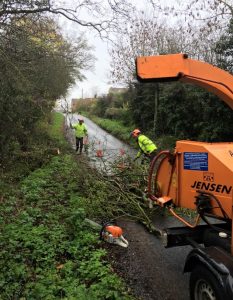 after tree felling