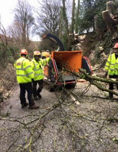 surgeons adding cut down trees into tree grinder