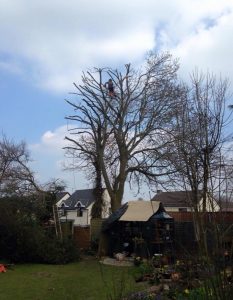 tree pruning service