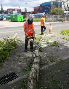 The Tree Doctors Tree Reduction, surgeon with saw