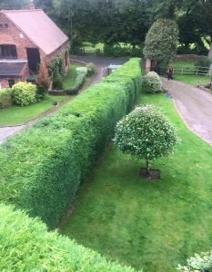 The Tree Doctors Garden Maintenance. complete hedge