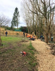 tree removal site