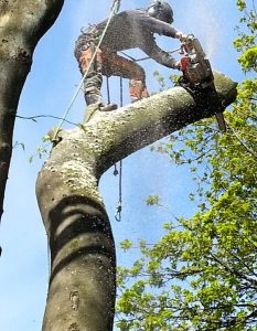 tree surgeon - high up - mid cut with hand saw