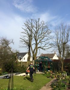 back garden tree removal