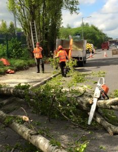 tree removal on road mid process