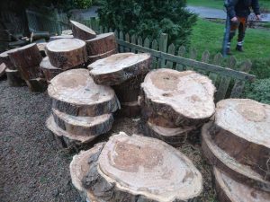 tree stumps stacked against wooden fence