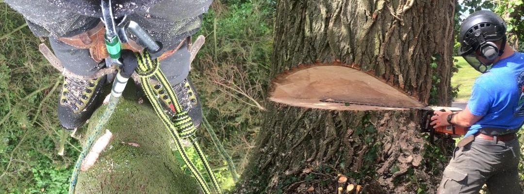 Tree Surgery