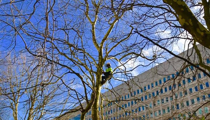 dead wood pruning, surgeon up tree