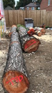 Tree logs on floor, markered with red spray paint