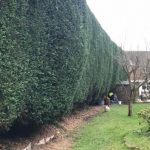 hedge maintenance complete, trimmed fresh hedge