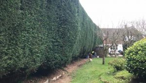 hedge maintenance complete, trimmed fresh hedge