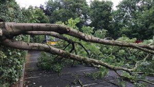 highway clearance , tree fell across carpark