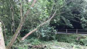 fallen tree on to road