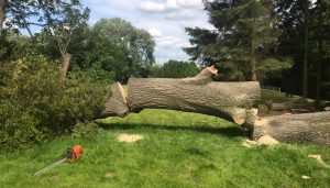 tree felling , after, in half on field