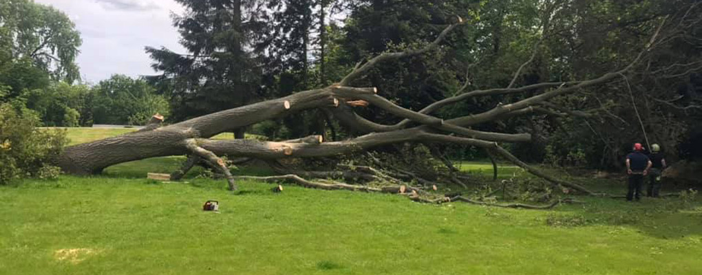 tree felling, tree after been cut down - on field