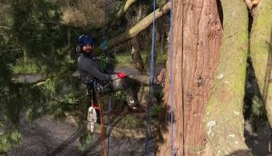 tree surgeon hanging from tree on harness