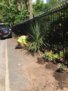 surgeon planting next to a steel black fence
