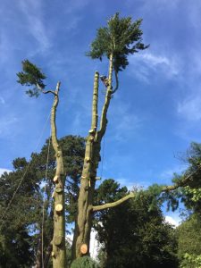 Tree Felling & Reductions