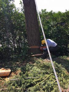 Tree Surgery on tree in woodland