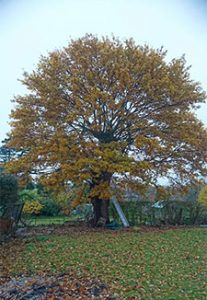 large tree standing in field - before taken down