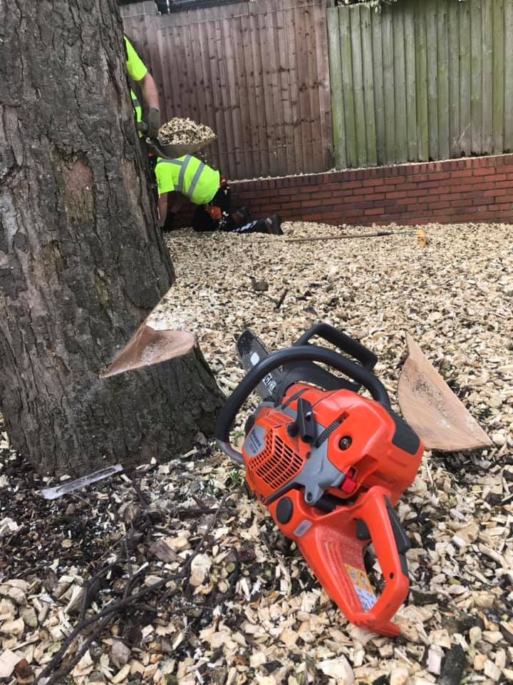 tree felling, red saw - tree half complete