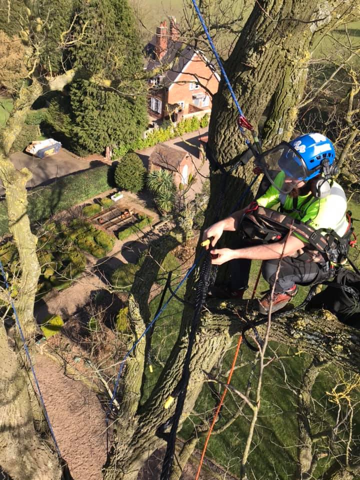 tree surgeon up tree on harness