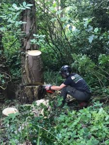 stump removal in woodland area