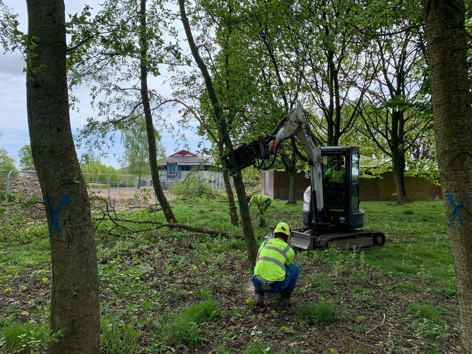commercial tree doctors removing trees