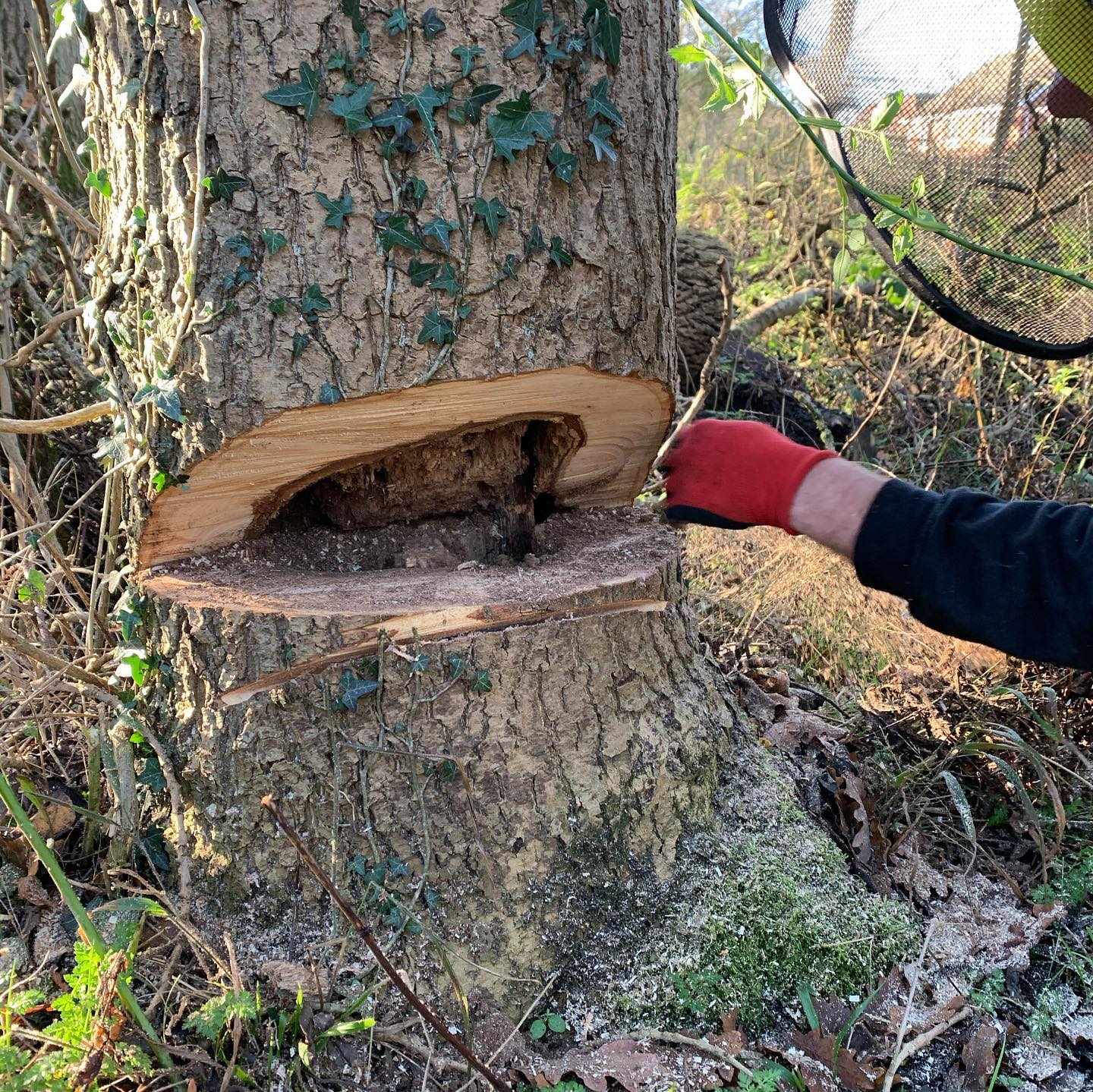 tree felling contractors