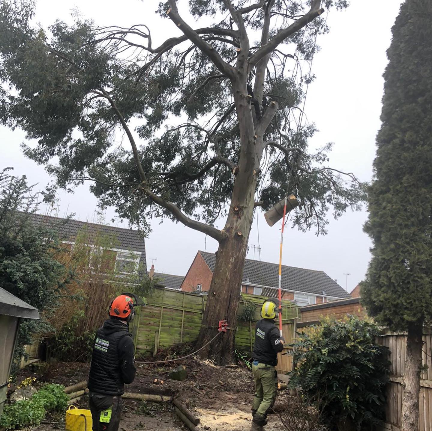 emergency tree removal service