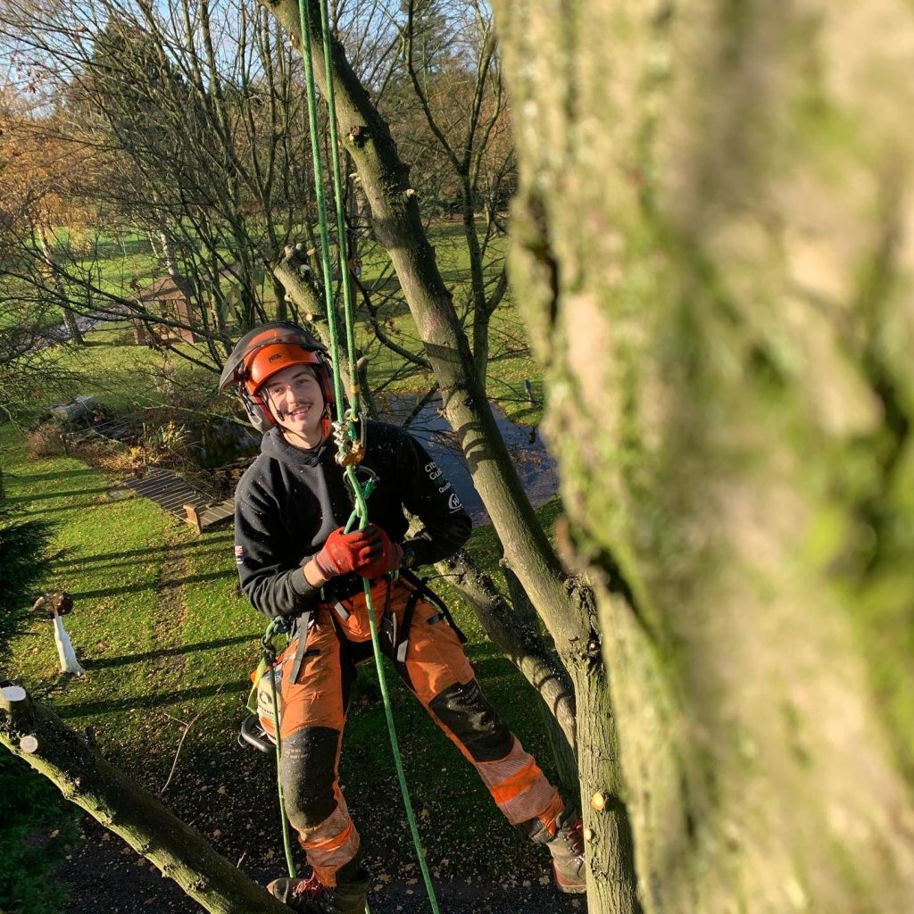 local tree surgeon local tree surgeon strapped into rope and equipment