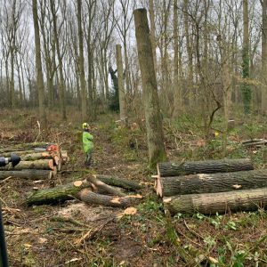 woodland management service