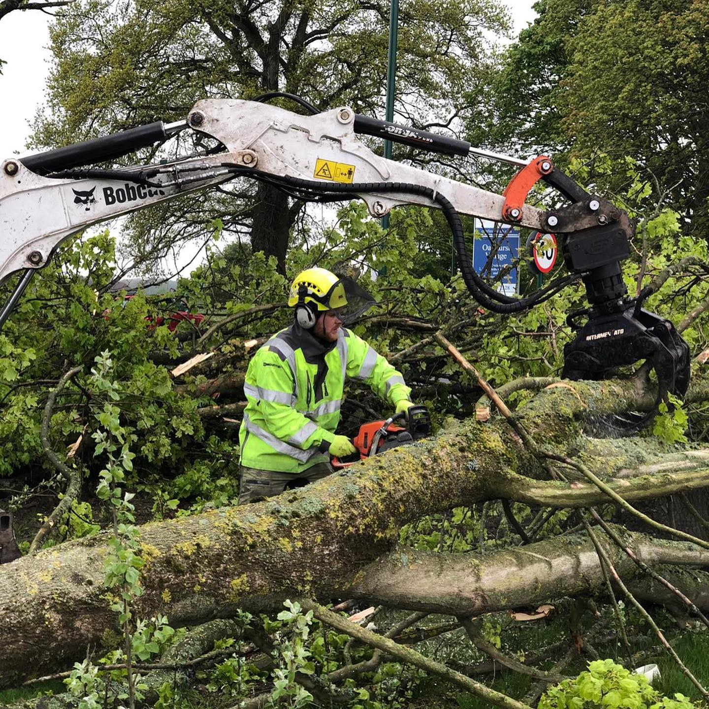 Tree felling