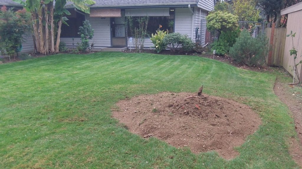 After stump grinding, grass garden with dirt patch