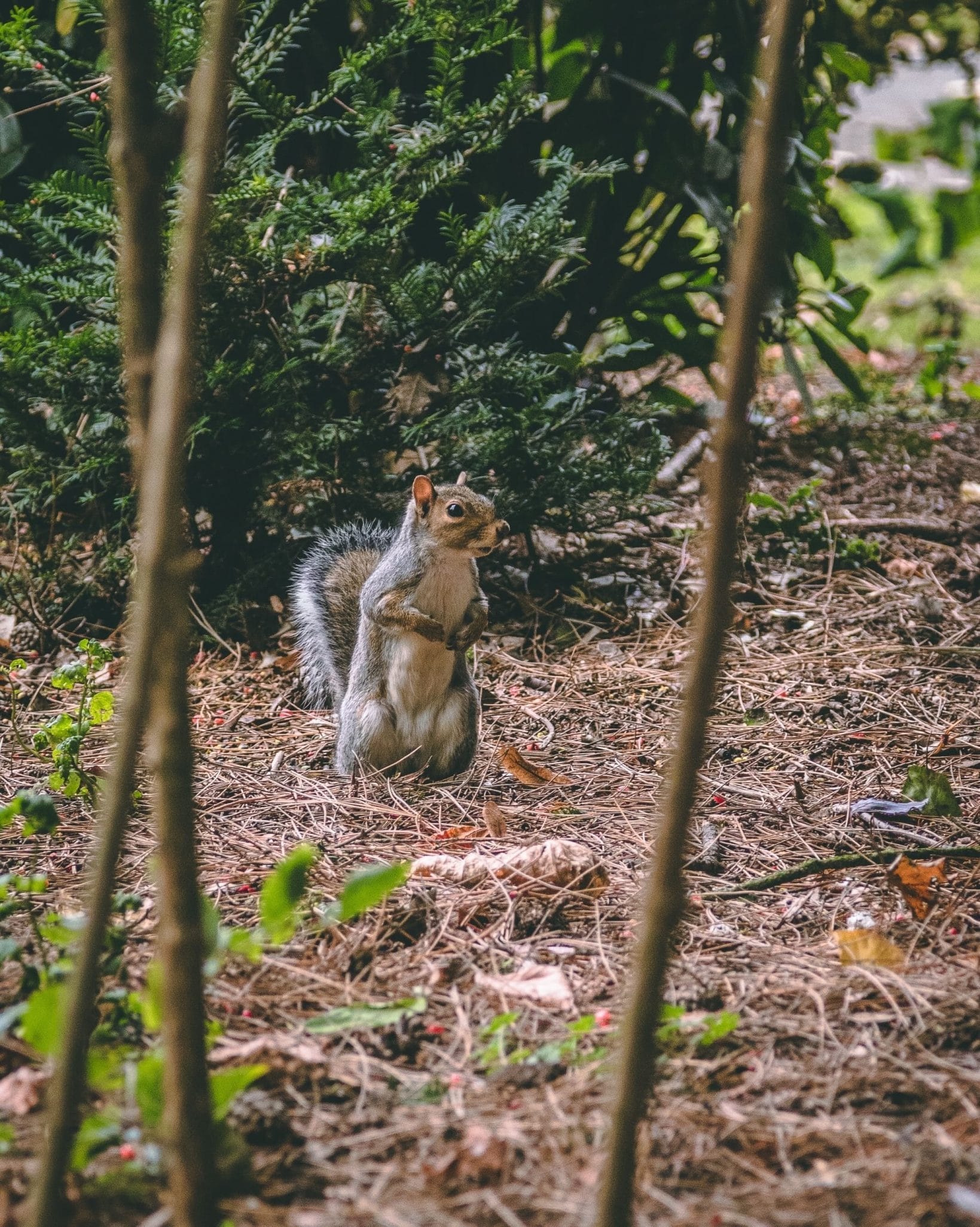 Squirrel in woodland