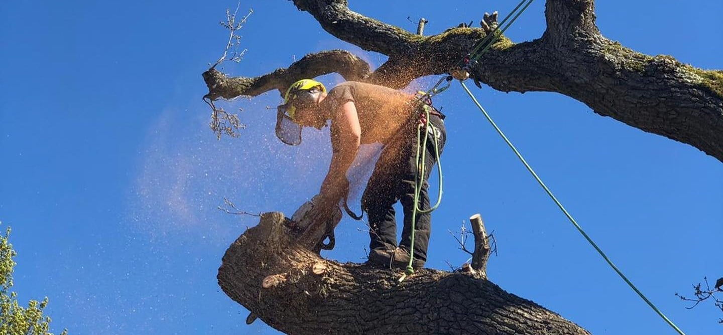 tree surgeon near me