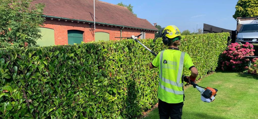 domestic tree surgery hedge trimming by The Tree Doctors