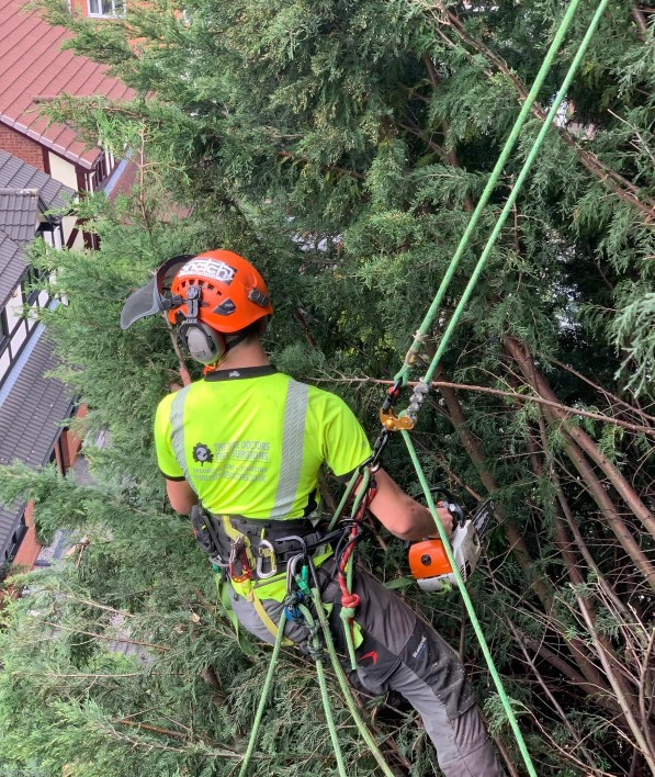 domestic tree surgery